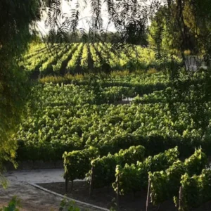 Centro del Vino Concha y Toro Transp. + Tickets