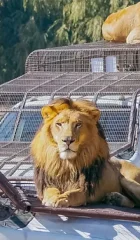 safari2