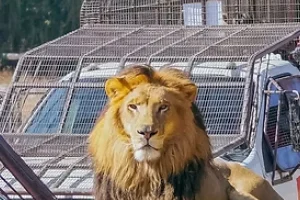 safari2